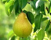 Bumbieris